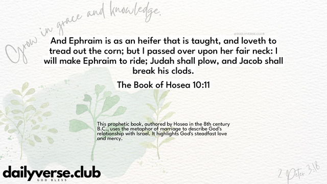 Bible Verse Wallpaper 10:11 from The Book of Hosea