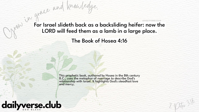 Bible Verse Wallpaper 4:16 from The Book of Hosea